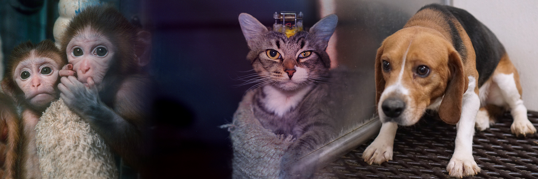 animal advocacy action alert
