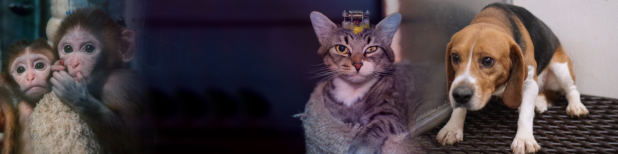 animal advocacy action alert
