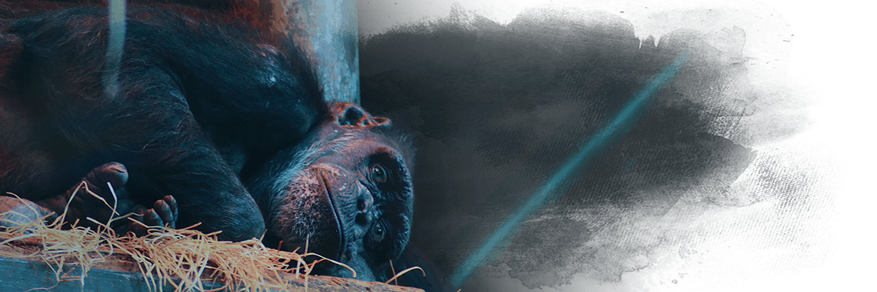 Great apes are held captive for zoos and shows, Kinship Circle