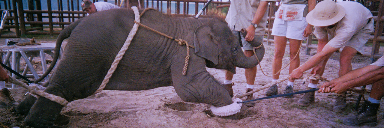 Bound Babies: Circus trainers teach tricks by torture, KC