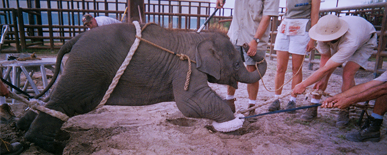 Bound Babies: Circus trainers teach tricks by torture, KC