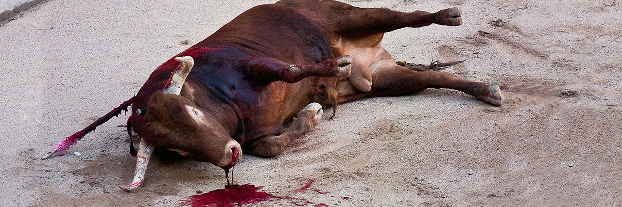 A bull slowly bleeds to death in bullfight, Kinship Circle