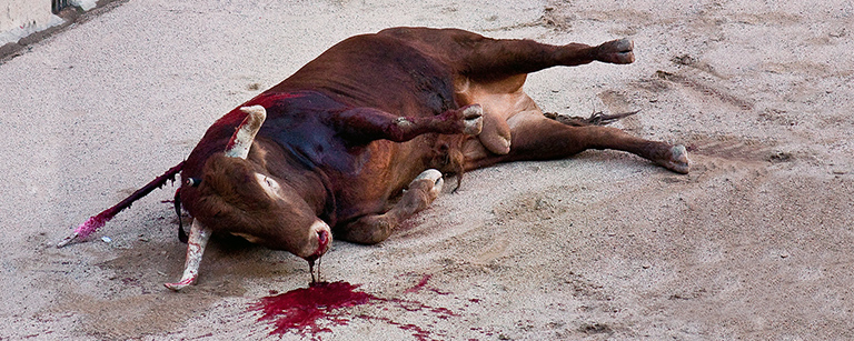 A bull slowly bleeds to death in bullfight, Kinship Circle