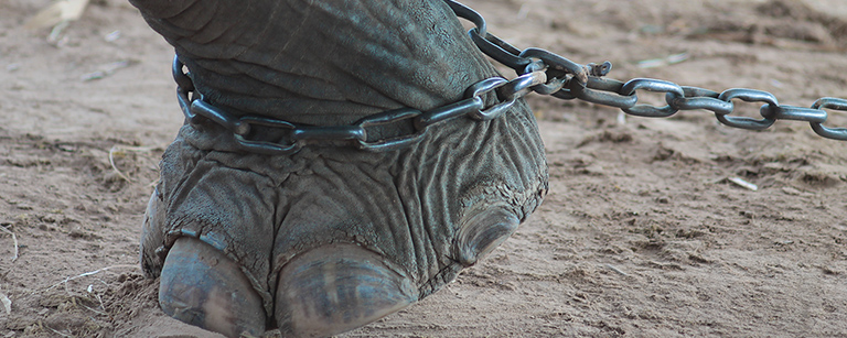Elephants live chained, confined, beaten Kinship Circle