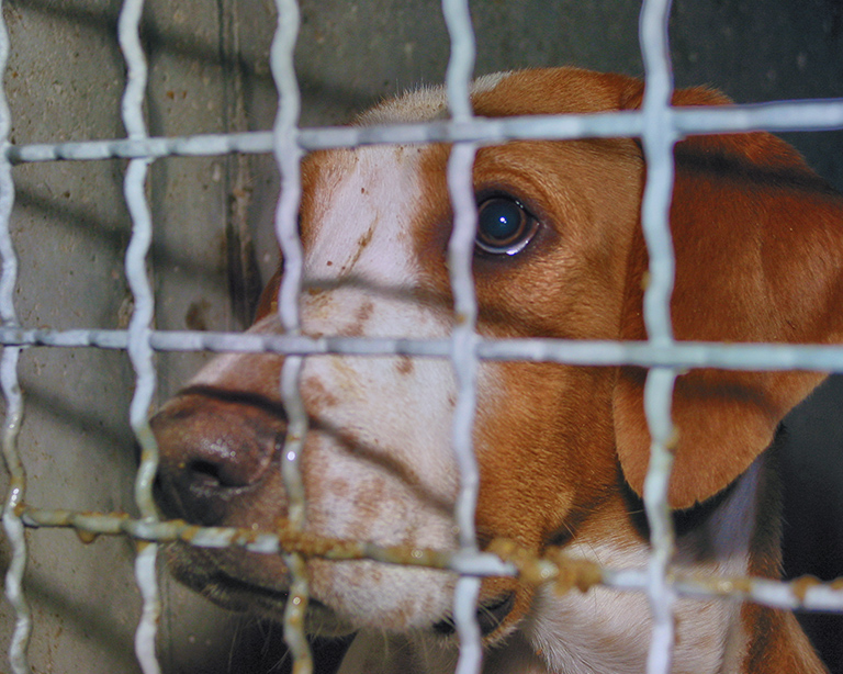This beagle is bred to die inside an animal research lab