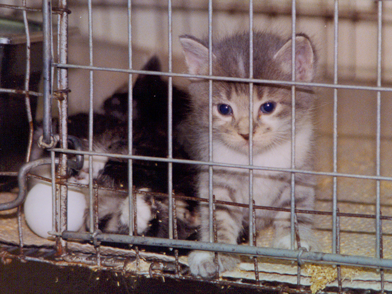 Cats used in pet food animal experiments are maimed and induced with disease