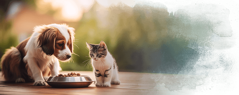 Pet foods that experiment on cats, dogs, other animals
