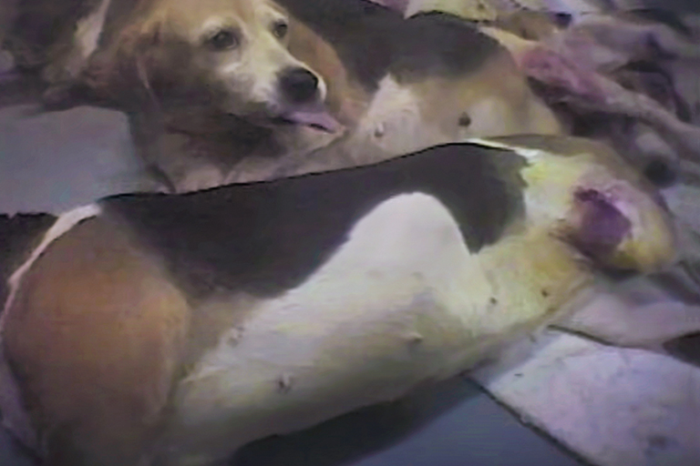 PETA exposes dogs suffering and killed in an Iams animal testing lab