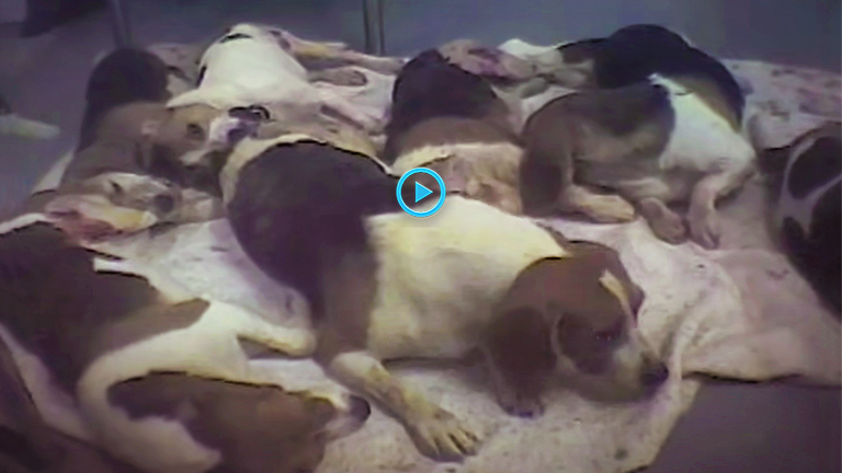 Investigation Exposes Cruelty at Iams Lab, PETA